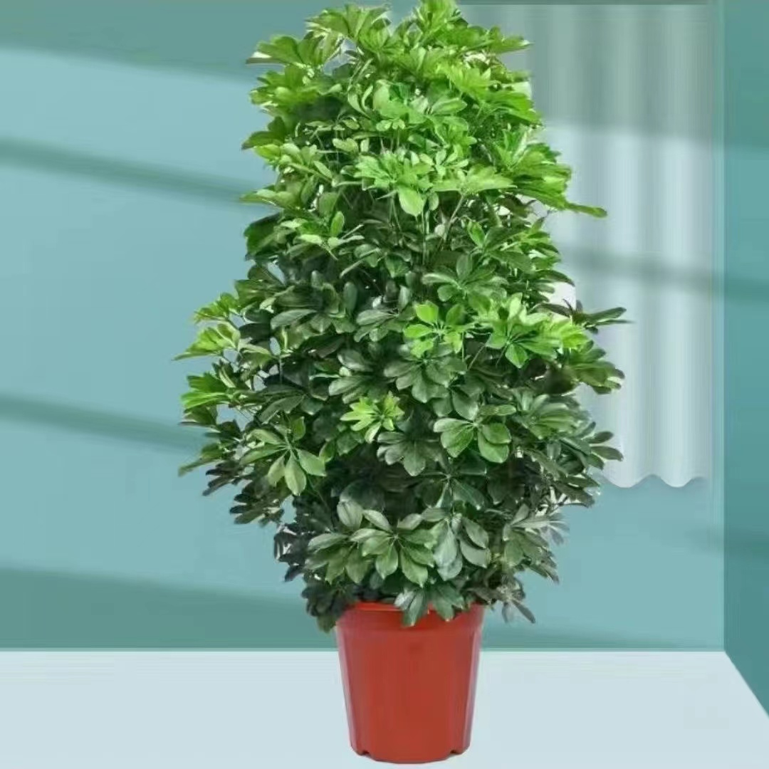 八方来财开业乔迁送礼大型室内盆栽植物吸甲醛净化空气客厅鸭脚木 - 图3