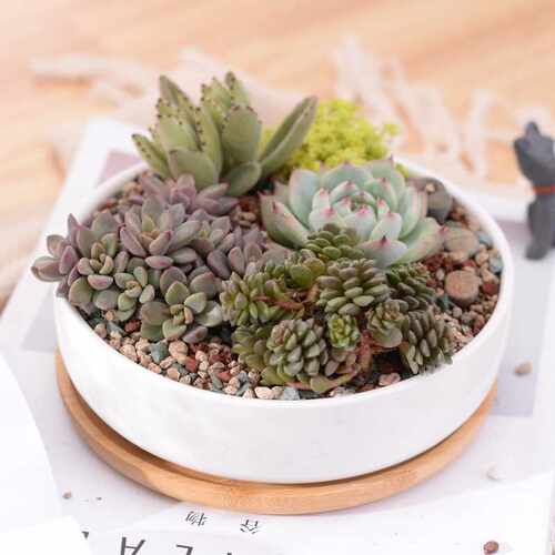 1 Set Minimalist Ceramic Succulent Plant Pot White - 图0