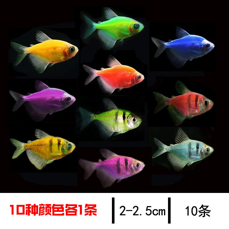 热带鱼活体