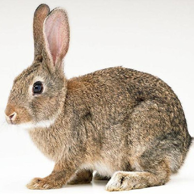 兔子活物公母一对好养家兔肉兔子苗一只活兔子宠物兔活体幼崽兔,淘宝优惠券,粉丝福利购,淘宝优惠卷