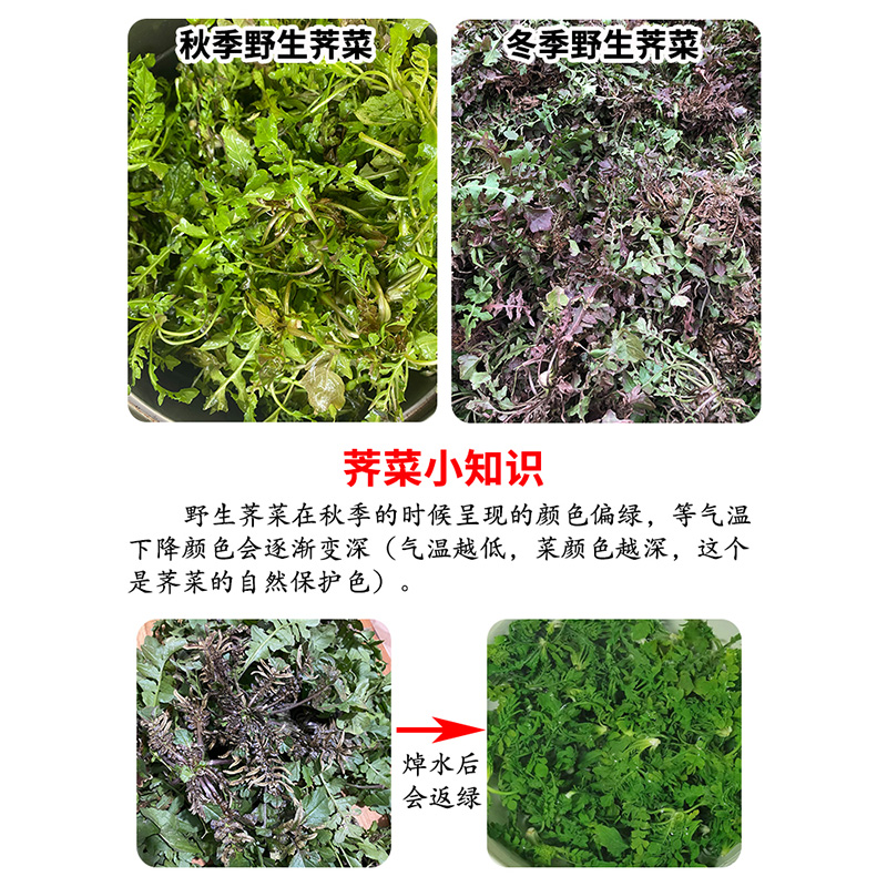 秦岭野生荠菜陕西农村野菜新鲜现挖荠菜4斤地菜丁蔬菜饺子馅包邮