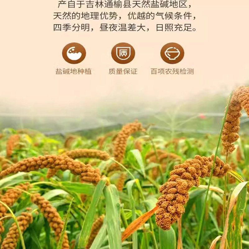 碱不落 东北小米2.5kg 优质新米食用杂粮粥 农家五谷