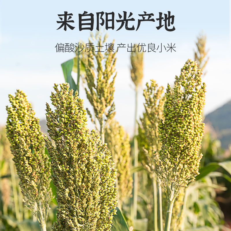 小米杂粮小米粥黄小米新米糯大黄米五谷杂粮粗粮养胃沁州2024年新