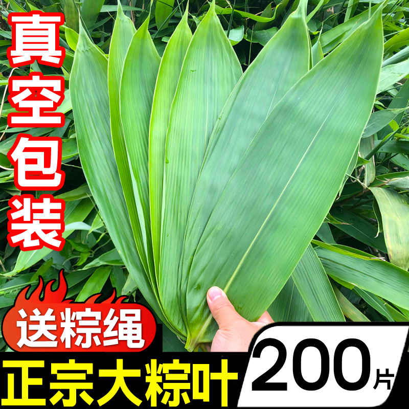 特大粽子叶粽叶100片200片新鲜新叶宽棕叶干包粽子叶子批发端午节 - 图0