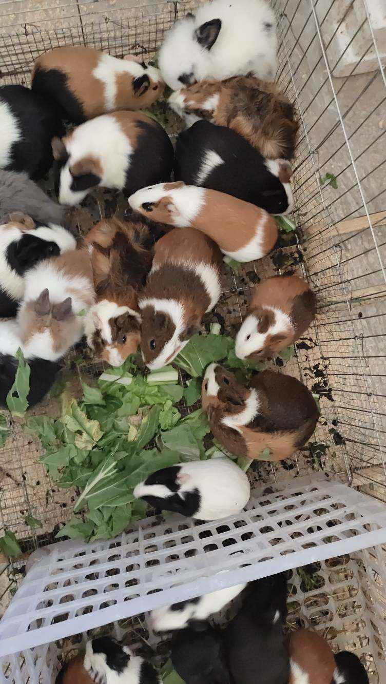 荷兰猪活体荷兰猪活物荷兰猪宠物豚鼠活体豚鼠活物荷兰兔活体幼崽,淘宝优惠券,粉丝福利购,淘宝优惠卷