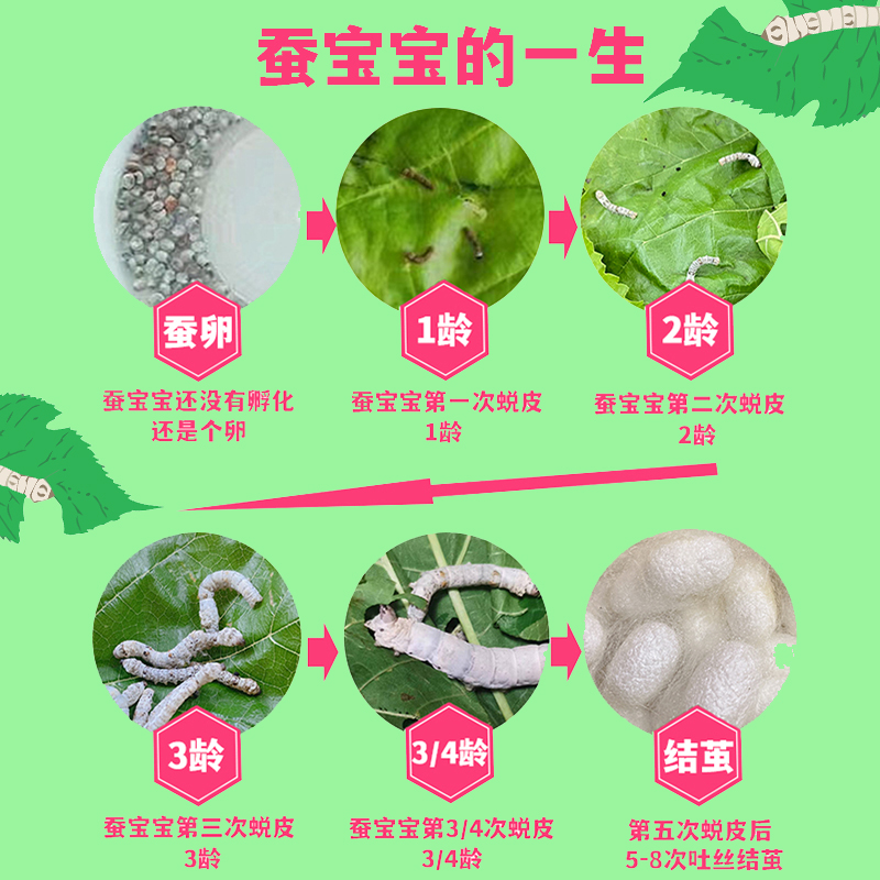 新鲜桑叶喂蚕蚕宝宝学生养蚕套装活物饲料中药材嫩桑叶芽现摘养蚕-图2