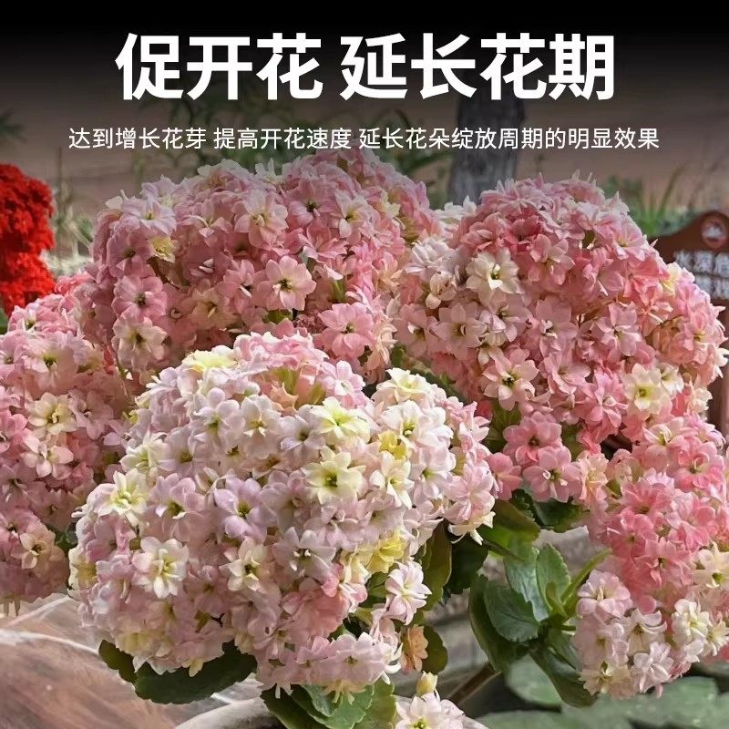 长寿花专用肥料不开花专用花肥阳台养花长寿花催花促花专用营养液,淘宝优惠券,粉丝福利购,淘宝优惠卷
