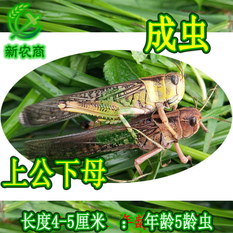 活体蚂蚱活虫蝗虫蚱蜢画眉鸟爬虫龟宠物蜂饲料鸟活食新鲜食物飞蝗,淘宝优惠券,粉丝福利购,淘宝优惠卷