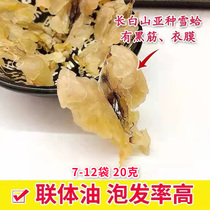 Snow clams Xueha Dry stock Northeast Snow Clam Oil Snow Ha Dry Clams Oil Forest Frog Oil Papaya Stew of Snow Clam Stew