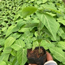 Passion fruit Miao Yunnan Colombia enthusiastic fruit Miao marry Miao pure sweet gold thyme with passion fruit tree seedlings