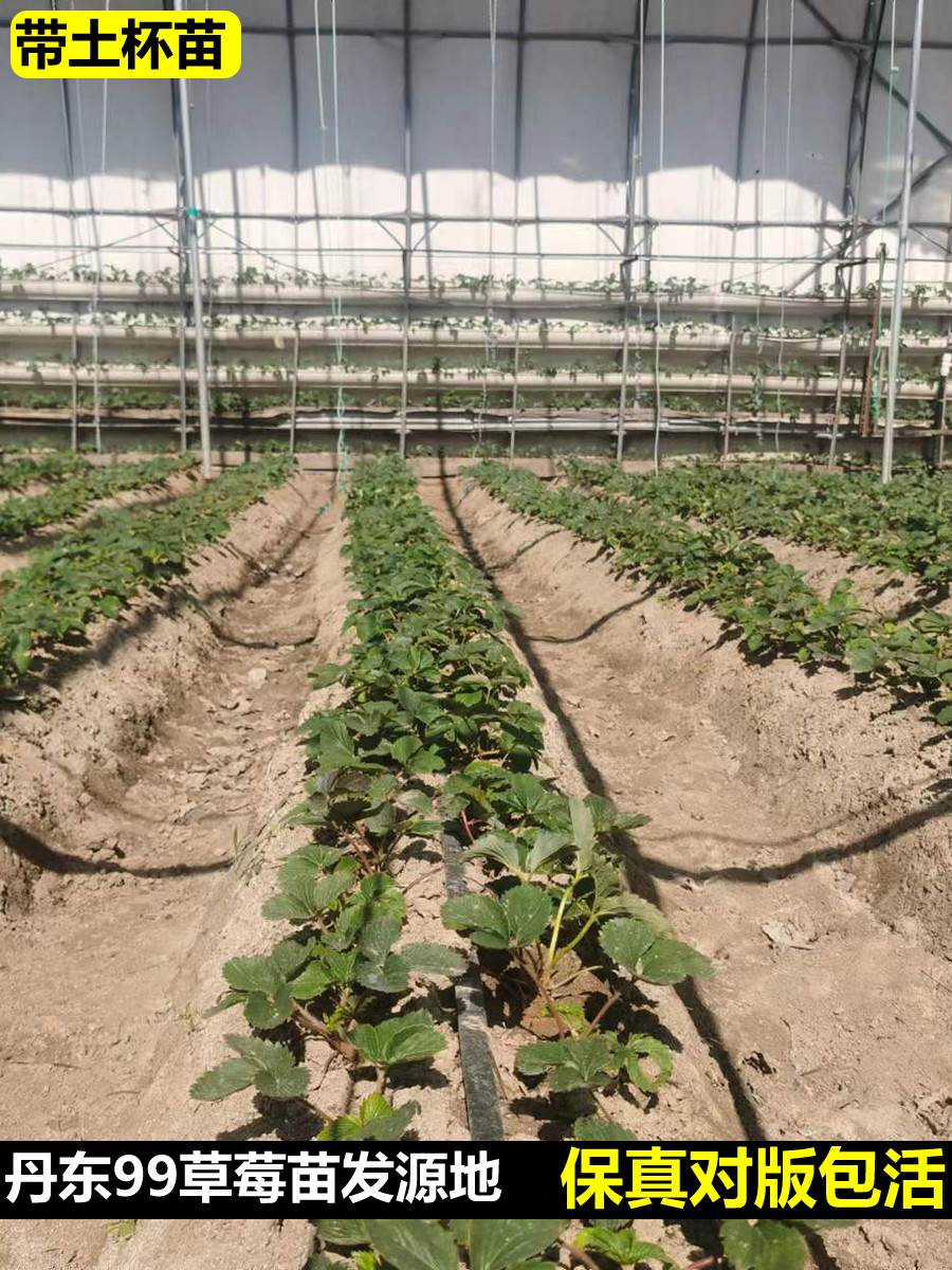 丹东99草莓苗辽宁东港九九红颜四季奶油草莓秧常绿结果阳台盆栽,淘宝优惠券,粉丝福利购,淘宝优惠卷