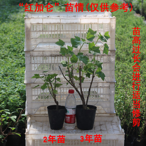 红加仑果树苗红豆苗红醋栗苗红灯笼果苗南北方种植结果红茶藨子 - 图0