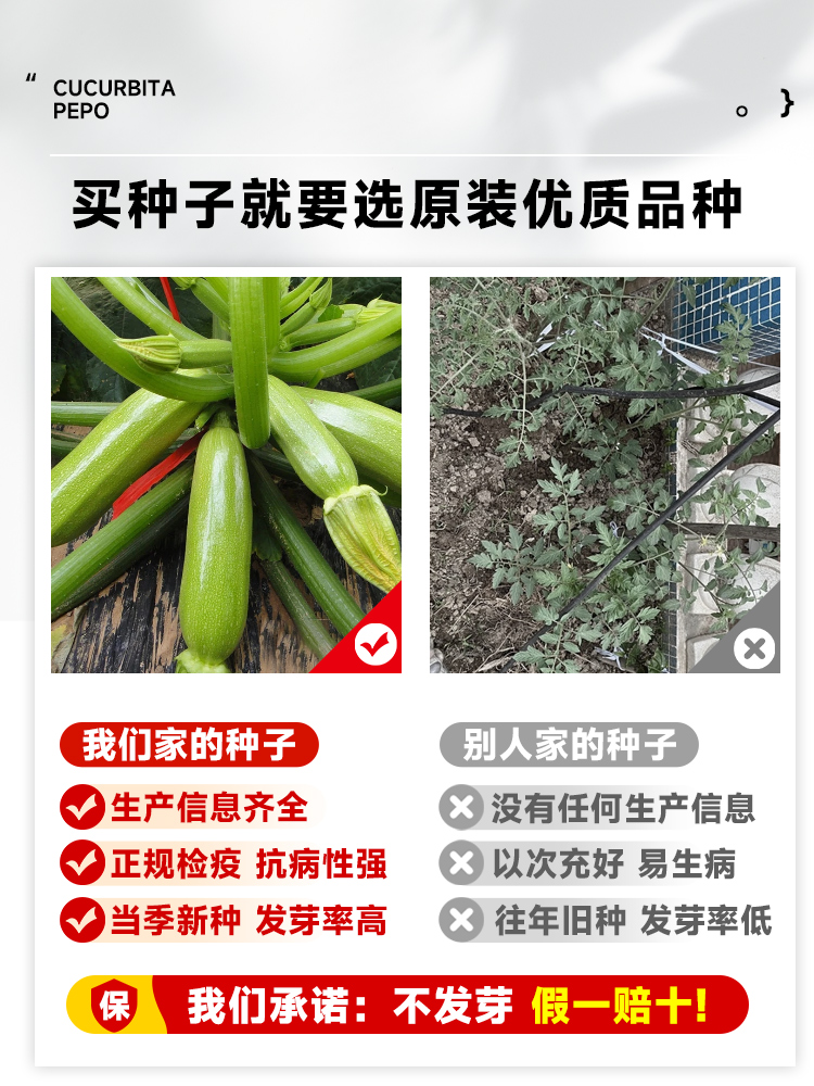 高产西葫芦种孑蔬菜苗子大全四季香蕉水果瓜秧阳台种植盆栽黄瓜青 - 图0