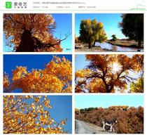 The Inner Mongolia Erzina flag high definition real shot video material Hu Yang Lin Natural scenery film