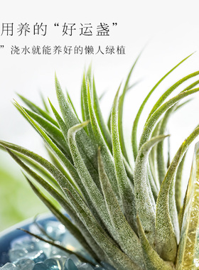 水晶能量摆件客厅玄关新中式通用