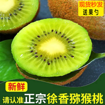 Shaanxi Eyebrow County Xu Fragrant Kiwi Fruit Peach Fruit Fresh When Season 30 Authentic Grand Macaque Peach Green Heart Chieca