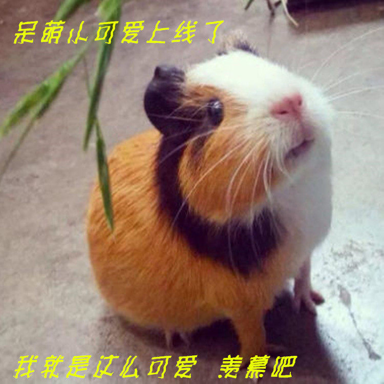 自家繁殖宠物荷兰猪活体荷兰鼠活体豚鼠活物宝天竺鼠运输包活健康,淘宝优惠券,粉丝福利购,淘宝优惠卷