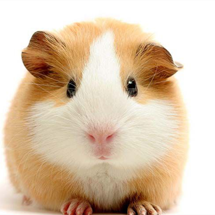 自家繁殖宠物荷兰猪活体荷兰鼠活体豚鼠活物宝天竺鼠运输包活健康,淘宝优惠券,粉丝福利购,淘宝优惠卷