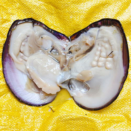 真的淡水紫色单珠巨无霸多珠组合自己开蚌取爱迪生珍珠蚌鲜活河蚌 - 图0