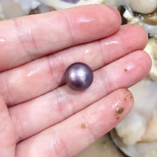 真的淡水紫色单珠巨无霸多珠组合自己开蚌取爱迪生珍珠蚌鲜活河蚌 - 图1