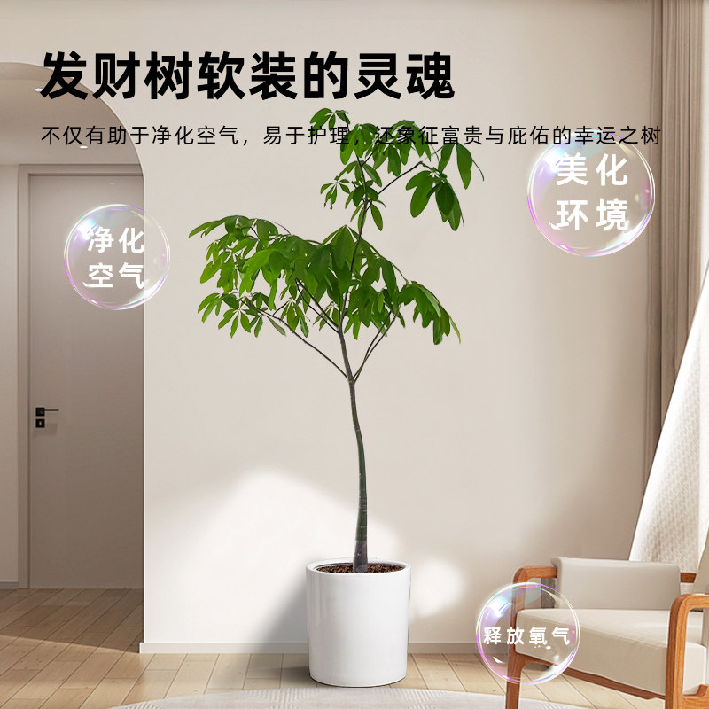 造型原财树客厅大盆栽发财树苗老桩型绿植办公室旺宅净化空气,淘宝优惠券,粉丝福利购,淘宝优惠卷