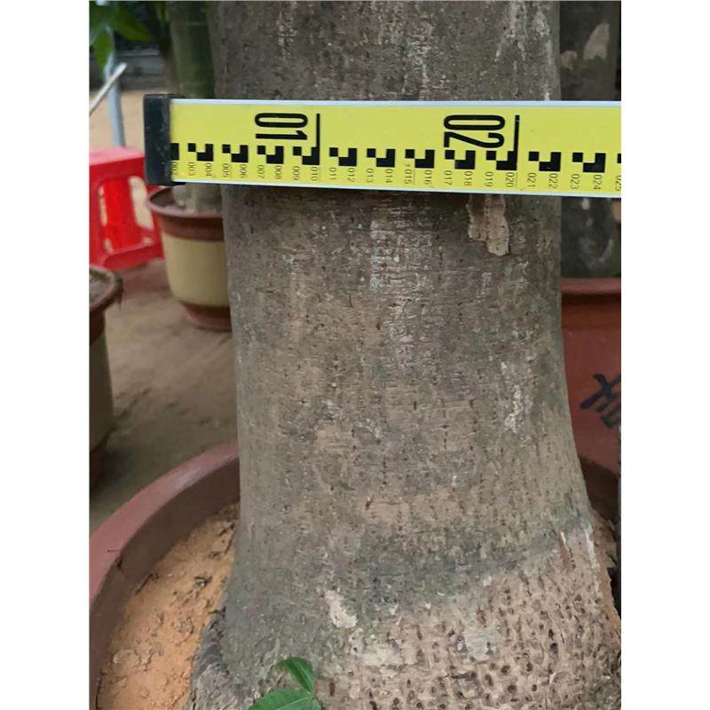 大粗杆发财树盆栽室内客厅办公室开业乔迁招财大独杆老庄室内绿植,淘宝优惠券,粉丝福利购,淘宝优惠卷