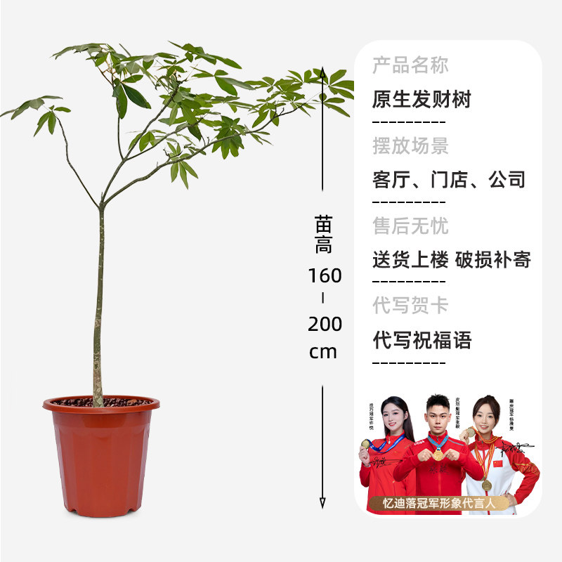 造型原财树客厅大盆栽发财树苗老桩型绿植办公室旺宅净化空气,淘宝优惠券,粉丝福利购,淘宝优惠卷