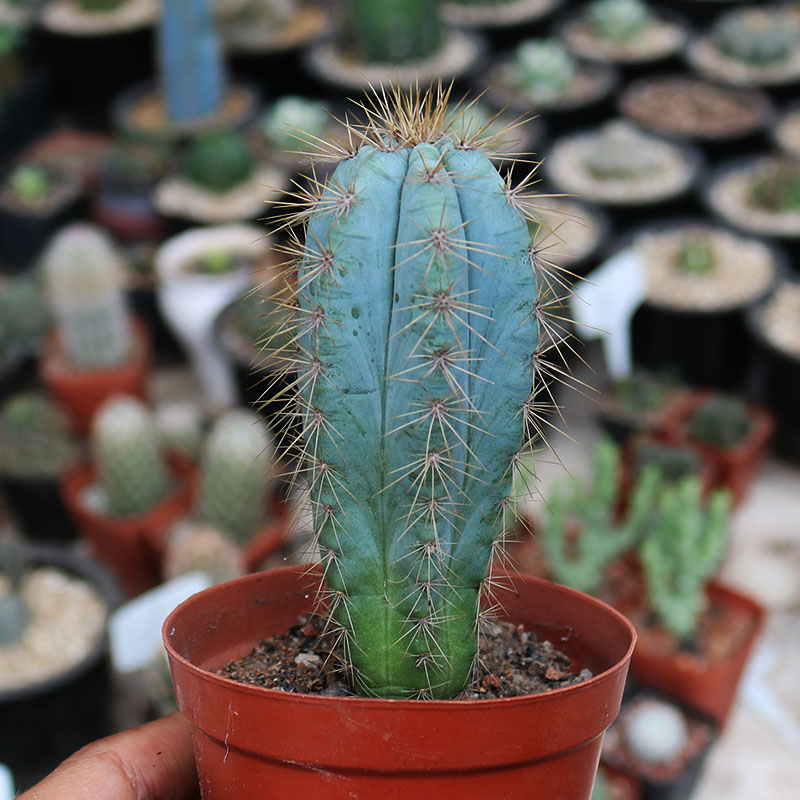 蓝衣柱仙人柱开花多肉植物金清阁仙人掌开花创意小盆栽室内防辐射