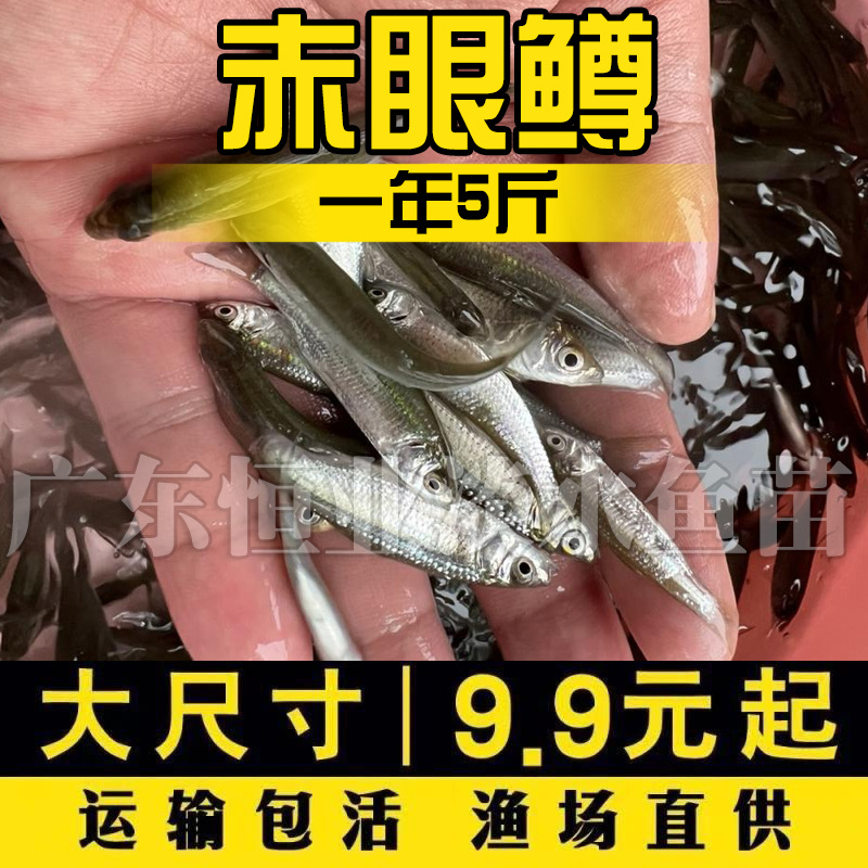 赤眼鳟鱼苗红眼鱼喂乌龟小鱼苗淡水活体鱼塘养殖小泥鳅苗参鱼鲫鱼-图1