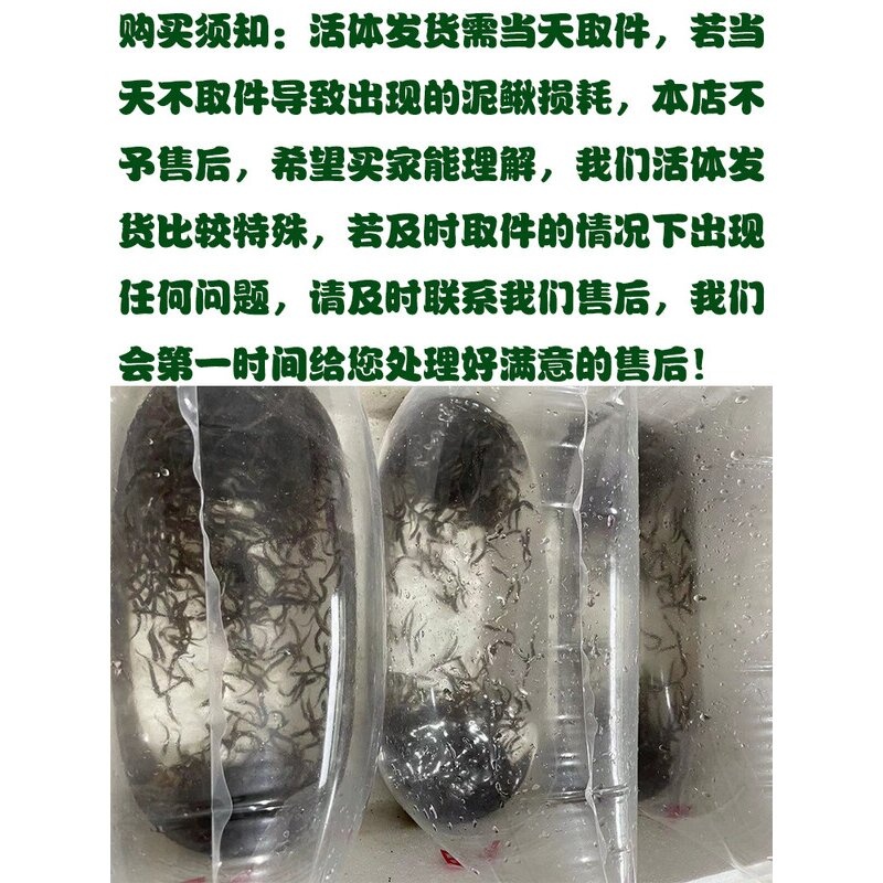 台湾泥鳅钓鱼苗本地青鳅金鳅鲜活筏钓鱼养殖淡水乌龟龙鱼宠物饲料 - 图1