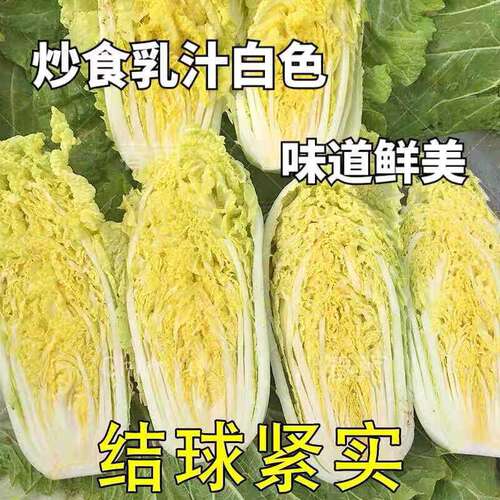 娃娃菜种子四季播黄金娃娃菜种籽小白菜庭院种菜阳台盆栽蔬菜种子 - 图2