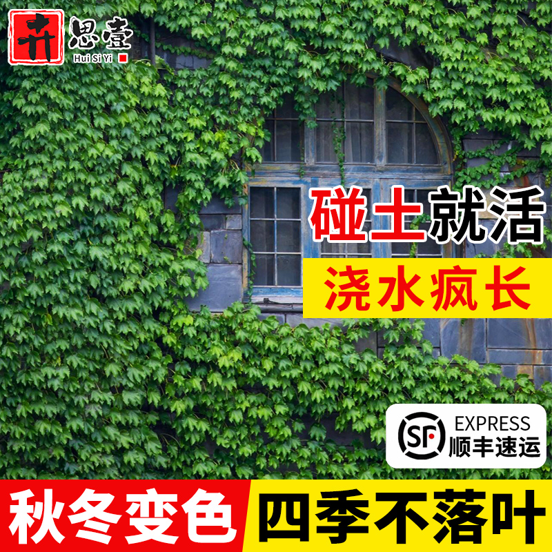 爬山虎苗爬藤植物四季常青不落叶藤蔓庭院藤条五叶三叶爬山虎树苗 - 图1