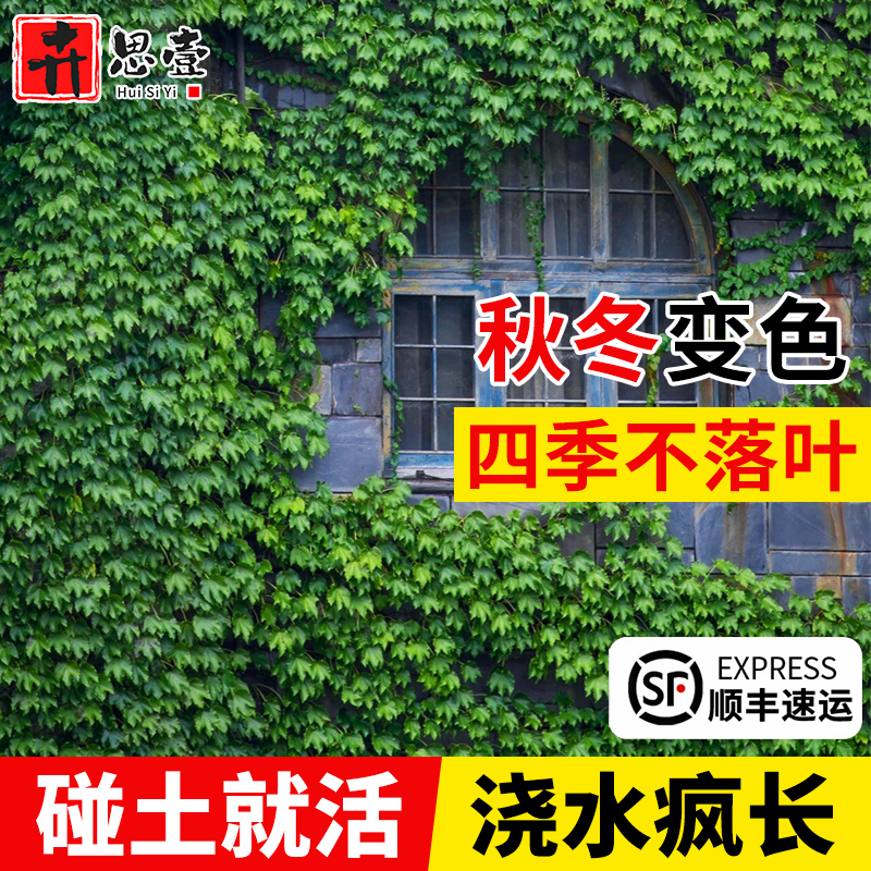 爬山虎苗爬藤植物四季常青不落叶藤蔓庭院藤条五叶三叶爬山虎树苗 - 图0