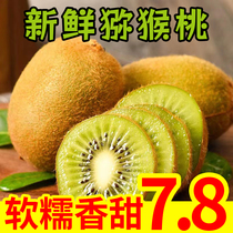 Authentic Shaanxi Week To Cuisum Kiwi Fruit Fresh When Season Full Box Green Heart Mikiwi Fruit Should Be 5 Catties