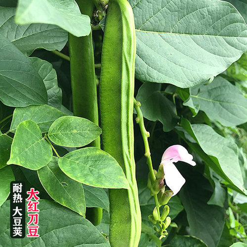 红刀豆种籽巨型搭架豆角种子蔬菜种孑苗大全春秋四季室内阳台农家 - 图2