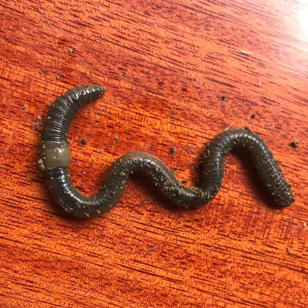 活体青蚯蚓鲜活黑蚯蚓钓黄鳝蚯蚓特大臭蚯蚓地龙松土蚯蚓钓鱼活饵