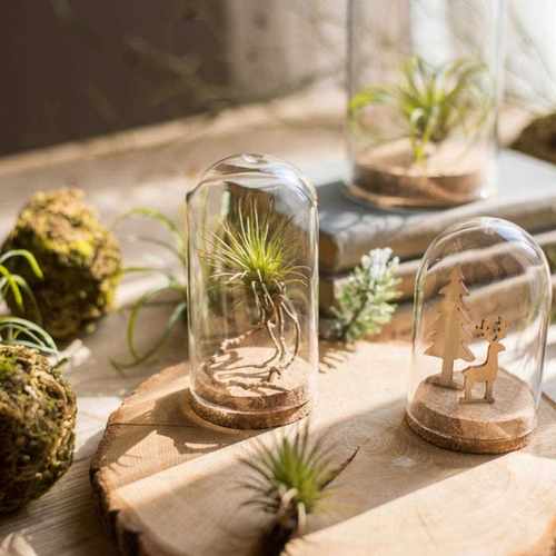 *Clear Glass Display Dome Cover Cloche Bell Jar Succulent Te - 图0