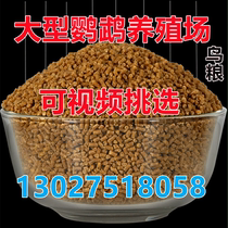 Mid-sized high-end and ash-shanged gold machine Just sunflower-sucking nectar young bird specializes in bird-and-milk powder.