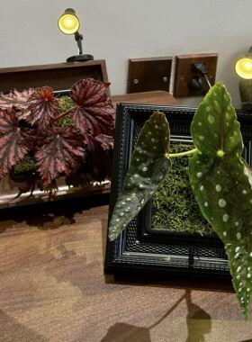 相框种植花卉盆栽造景桌面摆件把植物镶嵌相框里diy高级新款绿植