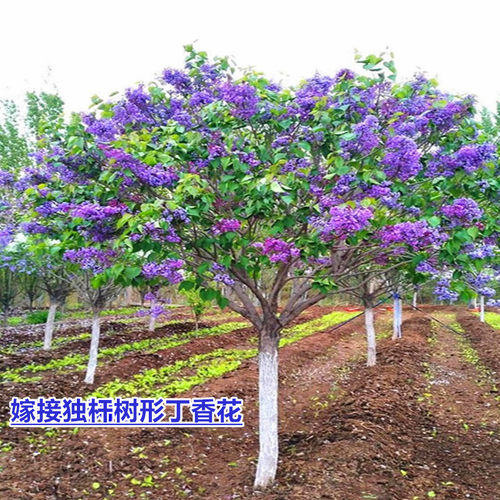 丁香花树苗盆栽盆栽别墅风景树浓香四季花卉耐寒植物欧洲丁香花苗 - 图0