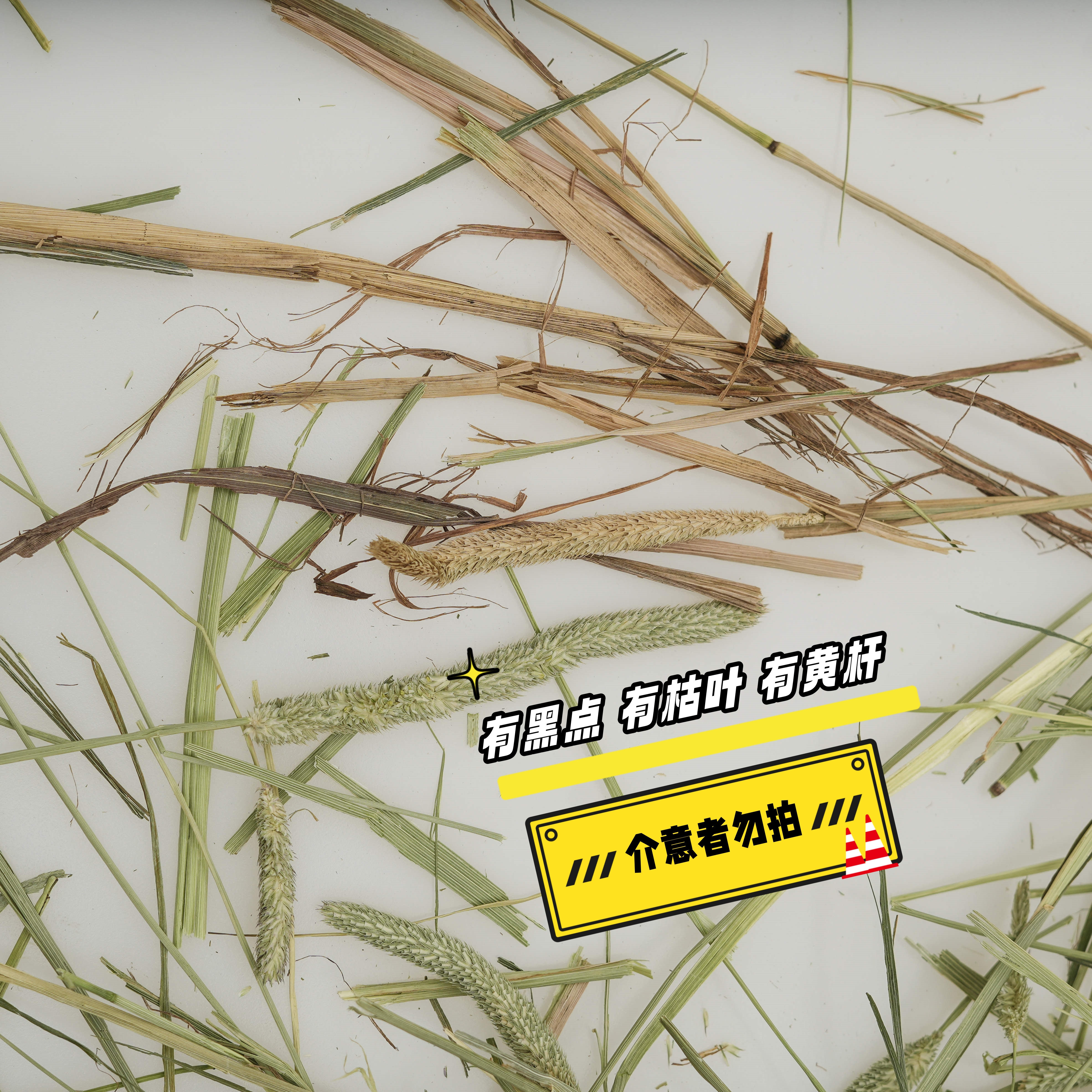 加拿大进口提摩西晒干草一番,淘宝优惠券,粉丝福利购,淘宝优惠卷