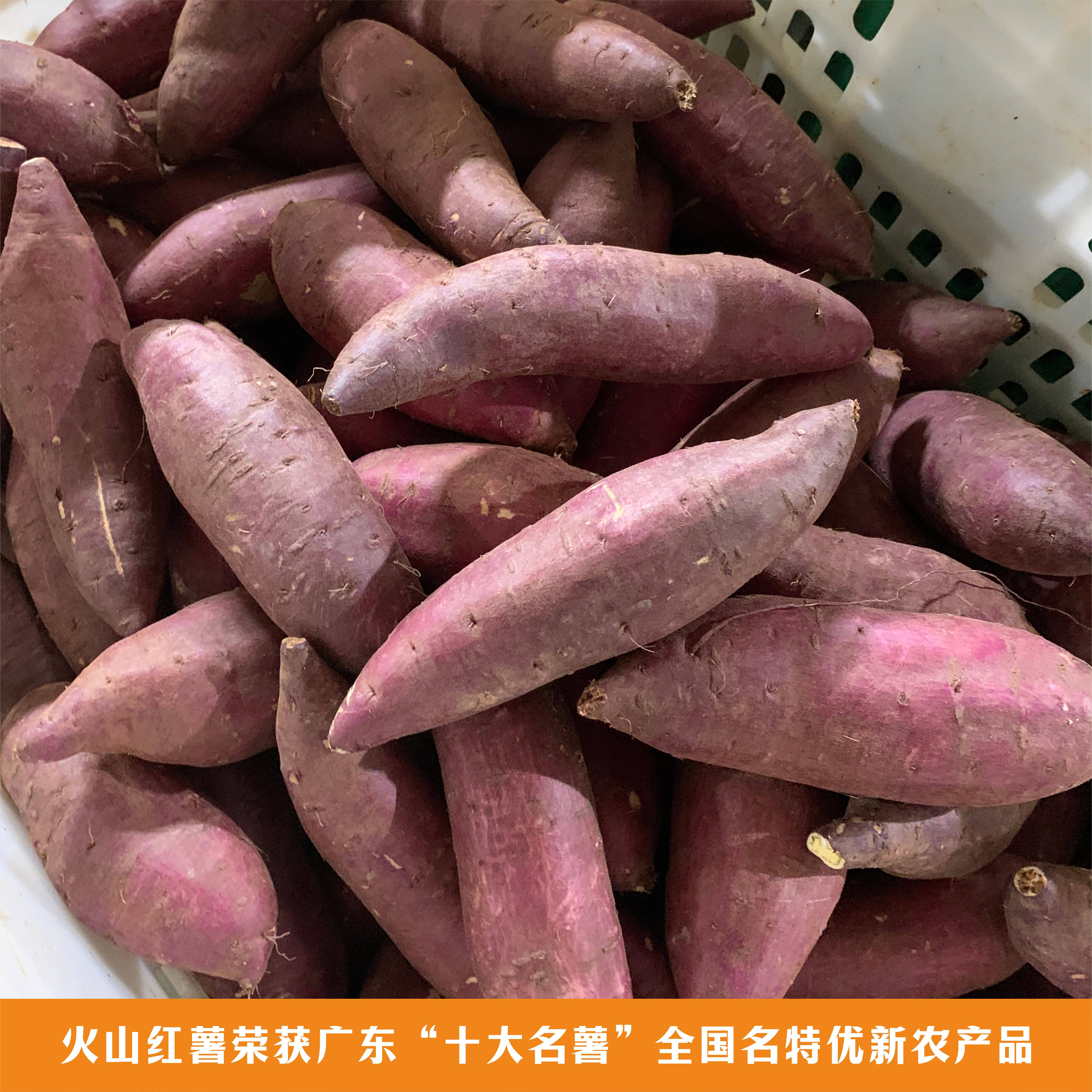 正宗湛江产地超甜火山一号火山番薯红薯榴莲蜜薯现挖地瓜香甜软糯