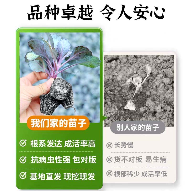 耐热紫甘蓝苗秧苗卷心紫包菜苗平头牛心羽衣孢子甘蓝种子秋冬菜苗,淘宝优惠券,粉丝福利购,淘宝优惠卷