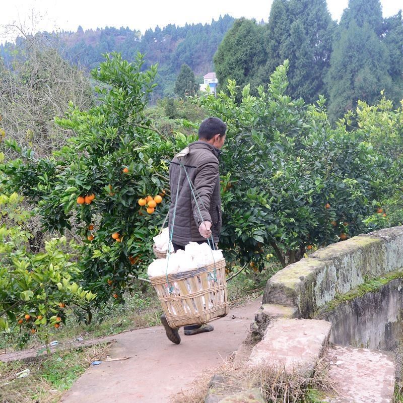 四川春见耙耙柑粑粑柑正宗水果新鲜整箱当季丑桔新鲜10斤橘子包邮,淘宝优惠券,粉丝福利购,淘宝优惠卷