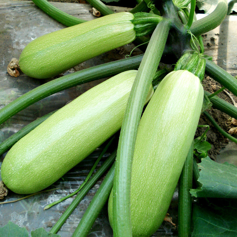 西葫芦种子籽早春蔬菜越冬抗寒耐低温四季抗病绿油亮进口角瓜种孑