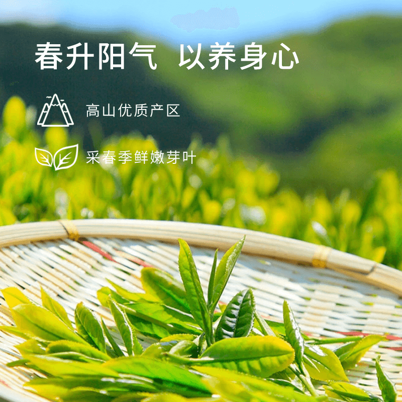 琴茶书苑 上犹五指峰扶记毛尖绿茶 高山云雾早春绿茶 300g 罐装