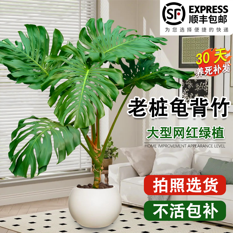 龟背竹客厅大盆栽室内客厅大叶老桩植物办公室乔迁大型绿植落地 - 图1