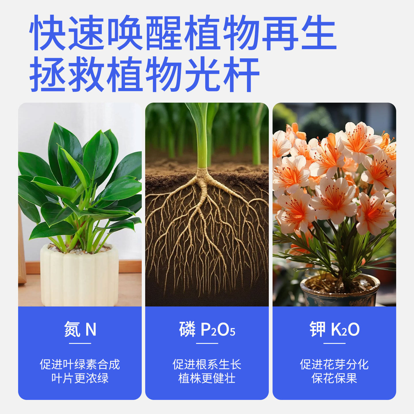 爬藤月季专用植物再生剂通用营养液防黄叶促开花盆栽花卉开花肥料,淘宝优惠券,粉丝福利购,淘宝优惠卷