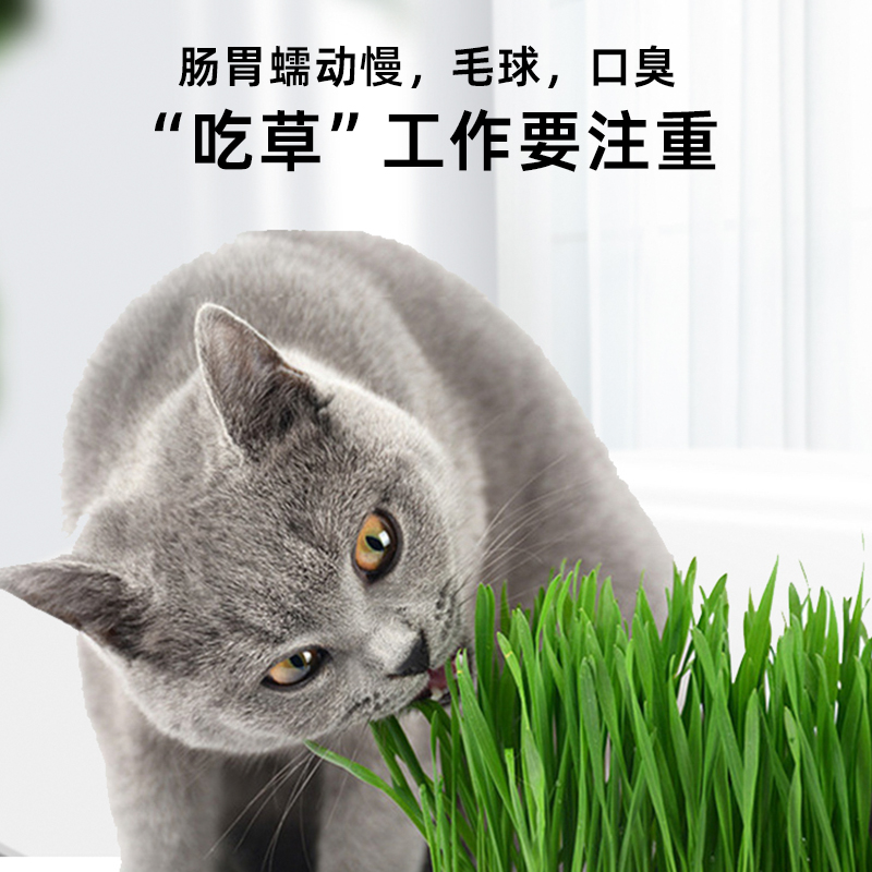 沃纳小麦种子天然自种无土懒人盆栽新鲜猫草籽化毛草猫咪零食用品-图1