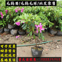 Cuckoo Maujuan Chunjuan Chunjuan Tree Miao South planting Four Seasons evergreen Greening Plant Patio Green Plant to purify the air